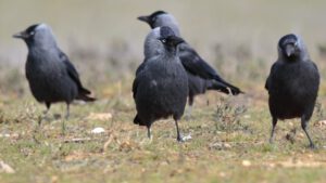 Oefenmateriaal cursus Jacht & Faunabeheer - 2 weken