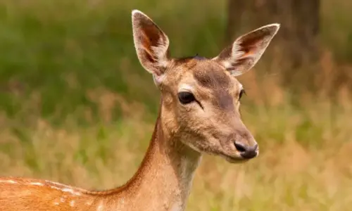 Les 6: Grote hoefdieren