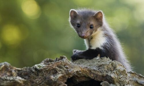 Les 4: Haarwild en andere zoogdieren