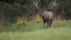Oefenmateriaal cursus Jacht & Faunabeheer - 12 weken